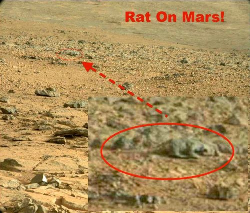 Животно на четири лапи на Марс